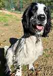 For rescue at Last Chance, Kent near Sussex, Surrey and London - ask for Patch