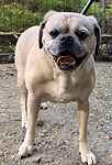 For rescue at Last Chance, Kent near Sussex, Surrey and London - ask for Toby