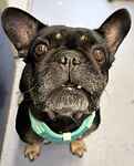 For rescue at Last Chance, Kent near Sussex, Surrey and London - ask for Luna