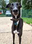 For rescue at Last Chance, Kent near Sussex, Surrey and London - ask for Tartar