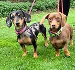 For rescue at Last Chance, Kent near Sussex, Surrey and London - ask for Beau & Pickle