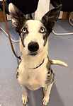 For rescue at Last Chance, Kent near Sussex, Surrey and London - ask for Finn