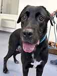 For rescue at Last Chance, Kent near Sussex, Surrey and London - ask for Athena