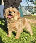 For rescue at Last Chance, Kent near Sussex, Surrey and London - ask for Queenie
