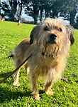 For rescue at Last Chance, Kent near Sussex, Surrey and London - ask for Betsy