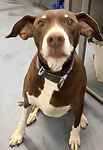 For rescue at Last Chance, Kent near Sussex, Surrey and London - ask for Red