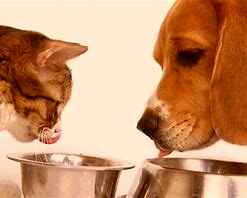Urgent Dog/Puppy & Cat/Kitten wet Food appeal Urgent Dog/Puppy & Cat/Kitten wet Food appeal