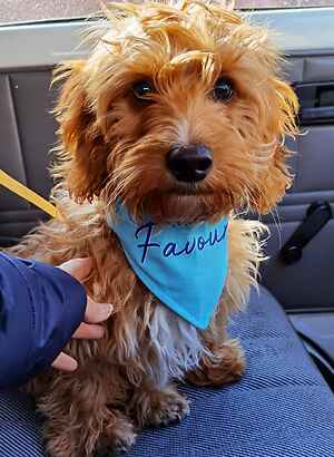 Can you spare a little for Peanut? Can you spare a little for Peanut?