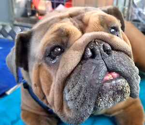 Please help poor Peggy Please help poor Peggy